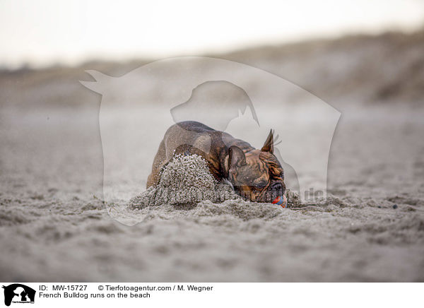 Franzsische Bulldogge rennt am Strand / French Bulldog runs on the beach / MW-15727