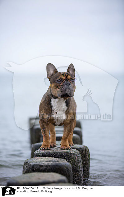 stehende Franzsische Bulldogge / standing French Bulldog / MW-15731