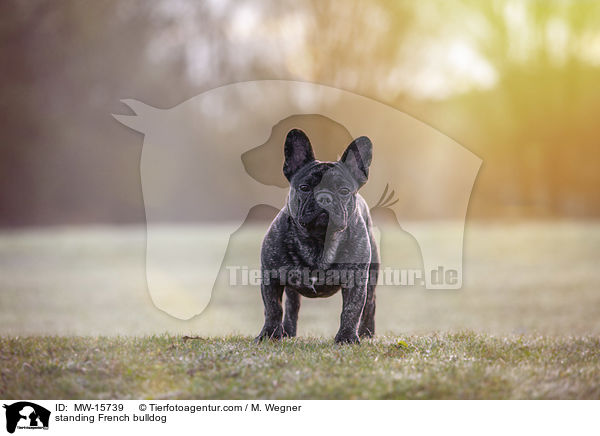 stehende Franzsische Bulldogge / standing French bulldog / MW-15739