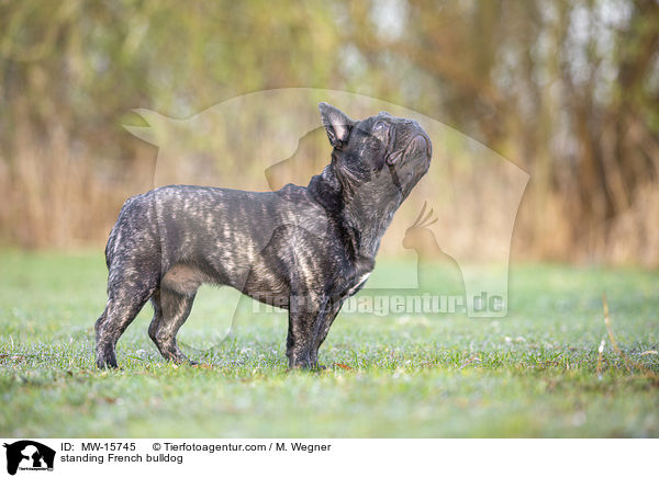 stehende Franzsische Bulldogge / standing French bulldog / MW-15745