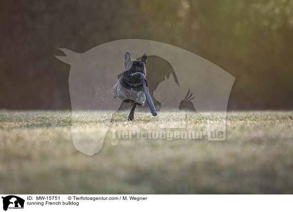 rennende Franzsische Bulldogge / running French bulldog / MW-15751