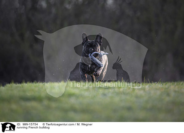 rennende Franzsische Bulldogge / running French bulldog / MW-15754