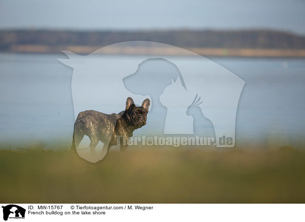 Franzsische Bulldogge am Seeufer / French bulldog on the lake shore / MW-15767