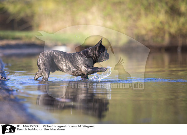 Franzsische Bulldogge am Seeufer / French bulldog on the lake shore / MW-15774