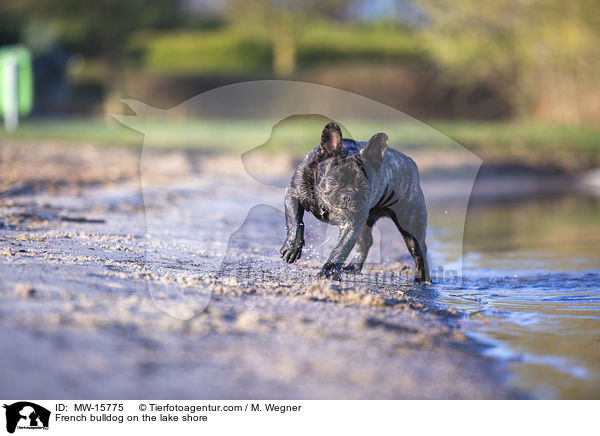 Franzsische Bulldogge am Seeufer / French bulldog on the lake shore / MW-15775