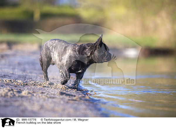 Franzsische Bulldogge am Seeufer / French bulldog on the lake shore / MW-15776