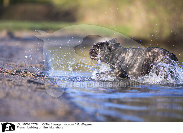 Franzsische Bulldogge am Seeufer / French bulldog on the lake shore / MW-15778