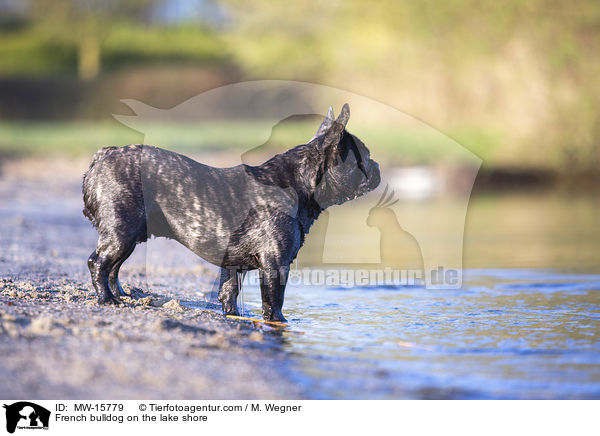 Franzsische Bulldogge am Seeufer / French bulldog on the lake shore / MW-15779