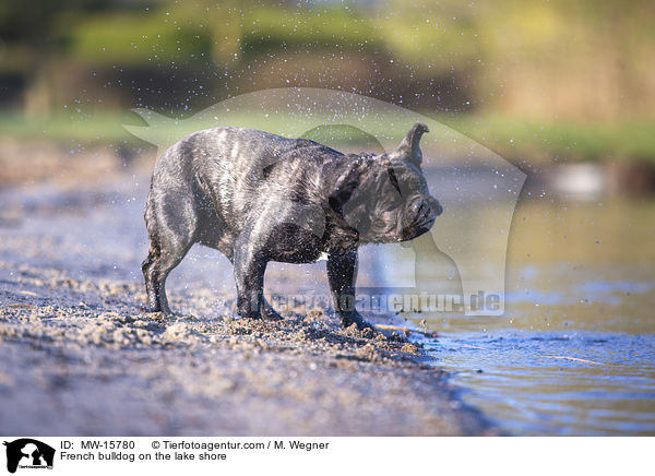 Franzsische Bulldogge am Seeufer / French bulldog on the lake shore / MW-15780