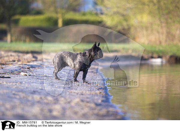 Franzsische Bulldogge am Seeufer / French bulldog on the lake shore / MW-15781