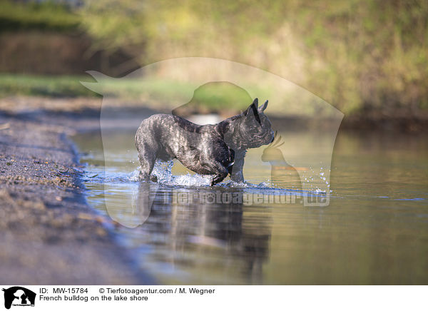 Franzsische Bulldogge am Seeufer / French bulldog on the lake shore / MW-15784