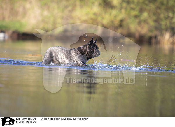 Franzsische Bulldogge / French bulldog / MW-15786