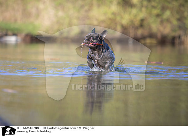 rennende Franzsische Bulldogge / running French bulldog / MW-15788