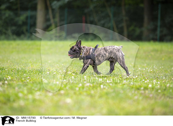 Franzsische Bulldogge / French Bulldog / MW-15790