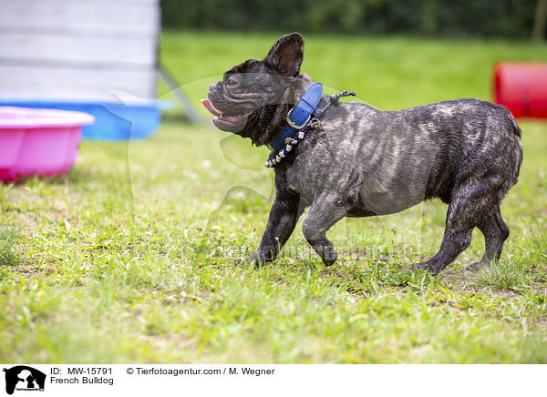 Franzsische Bulldogge / French Bulldog / MW-15791