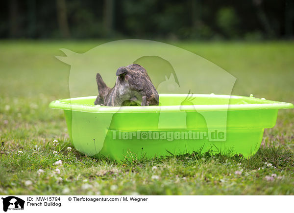 Franzsische Bulldogge / French Bulldog / MW-15794