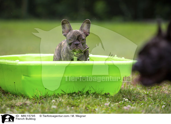 Franzsische Bulldogge / French Bulldog / MW-15795