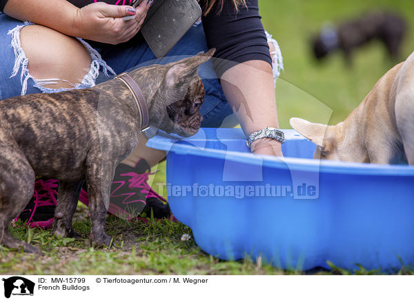 Franzsische Bulldoggen / French Bulldogs / MW-15799