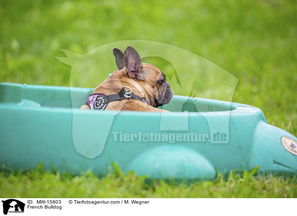 Franzsische Bulldogge / French Bulldog / MW-15803