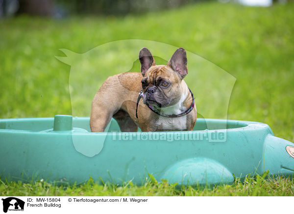 Franzsische Bulldogge / French Bulldog / MW-15804