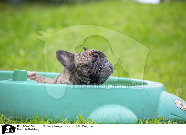 Franzsische Bulldogge / French Bulldog / MW-15805