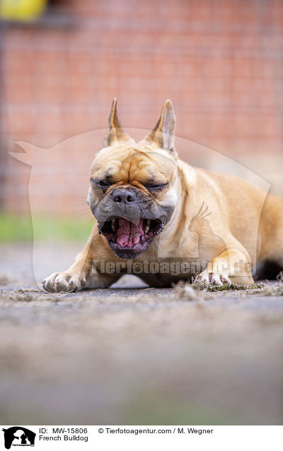 Franzsische Bulldogge / French Bulldog / MW-15806