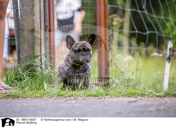 Franzsische Bulldogge / French Bulldog / MW-15807