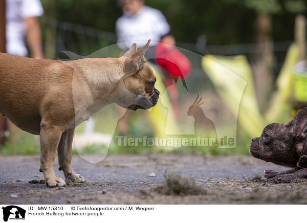 Franzsische Bulldogge zwischen Menschen / French Bulldog between people / MW-15810