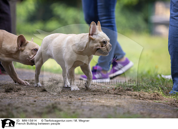 Franzsische Bulldogge zwischen Menschen / French Bulldog between people / MW-15814