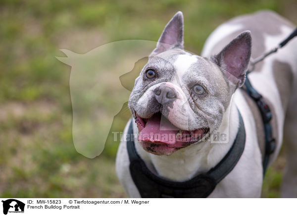 Franzsische Bulldogge Portrait / French Bulldog Portrait / MW-15823