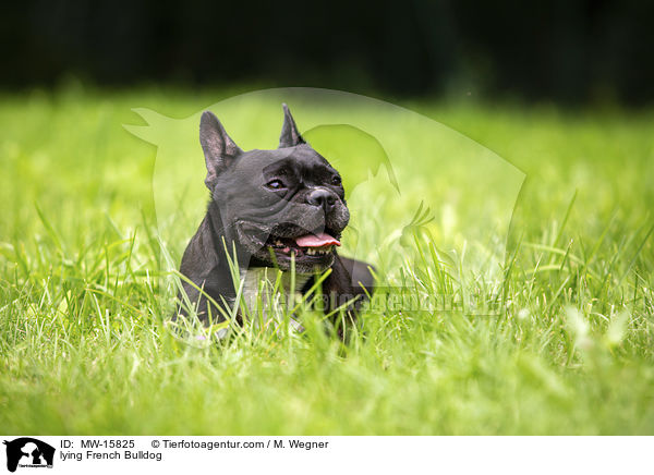 liegende Franzsische Bulldogge / lying French Bulldog / MW-15825