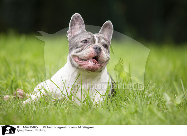 liegende Franzsische Bulldogge / lying French Bulldog / MW-15827