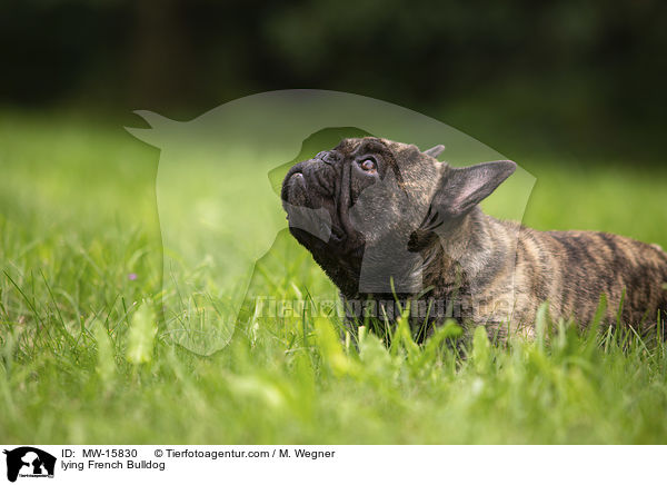 liegende Franzsische Bulldogge / lying French Bulldog / MW-15830