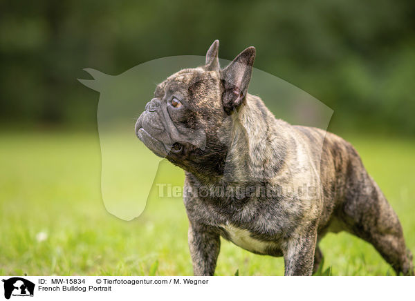 Franzsische Bulldogge Portrait / French Bulldog Portrait / MW-15834