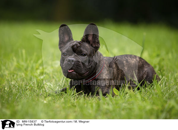 liegende Franzsische Bulldogge / lying French Bulldog / MW-15837