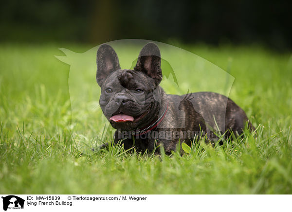 liegende Franzsische Bulldogge / lying French Bulldog / MW-15839