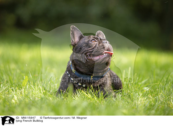 liegende Franzsische Bulldogge / lying French Bulldog / MW-15847