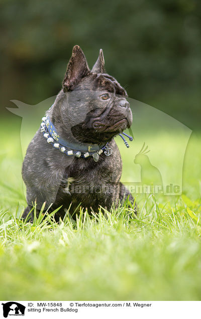 sitzende Franzsische Bulldogge / sitting French Bulldog / MW-15848