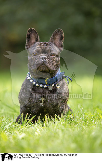 sitzende Franzsische Bulldogge / sitting French Bulldog / MW-15849