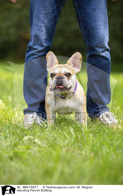 stehende Franzsische Bulldogge / standing French Bulldog / MW-15877