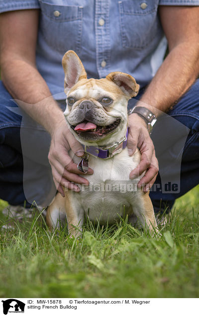 sitzende Franzsische Bulldogge / sitting French Bulldog / MW-15878