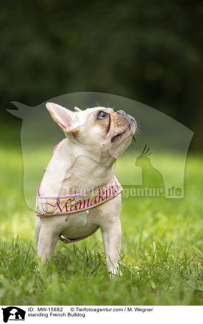 stehende Franzsische Bulldogge / standing French Bulldog / MW-15882