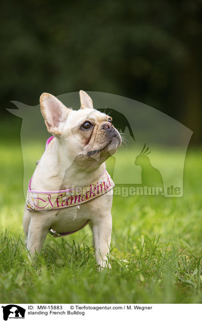 stehende Franzsische Bulldogge / standing French Bulldog / MW-15883