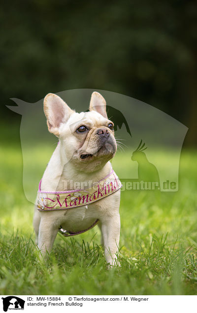 stehende Franzsische Bulldogge / standing French Bulldog / MW-15884