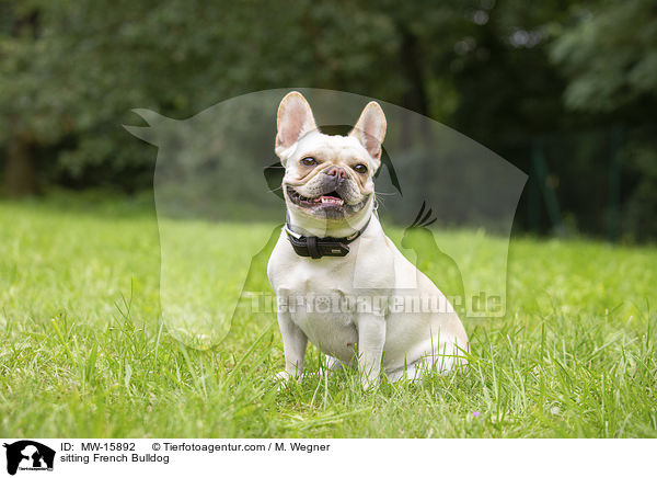 sitzende Franzsische Bulldogge / sitting French Bulldog / MW-15892