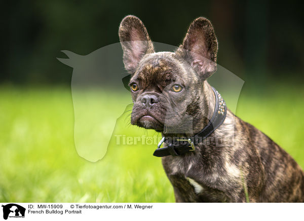 Franzsische Bulldogge Portrait / French Bulldog Portrait / MW-15909