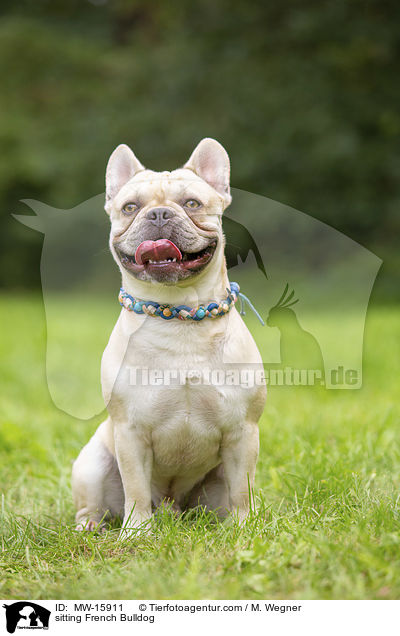 sitzende Franzsische Bulldogge / sitting French Bulldog / MW-15911