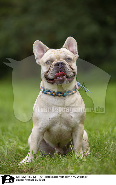 sitzende Franzsische Bulldogge / sitting French Bulldog / MW-15912