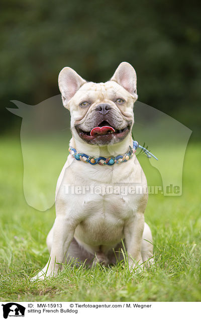 sitzende Franzsische Bulldogge / sitting French Bulldog / MW-15913