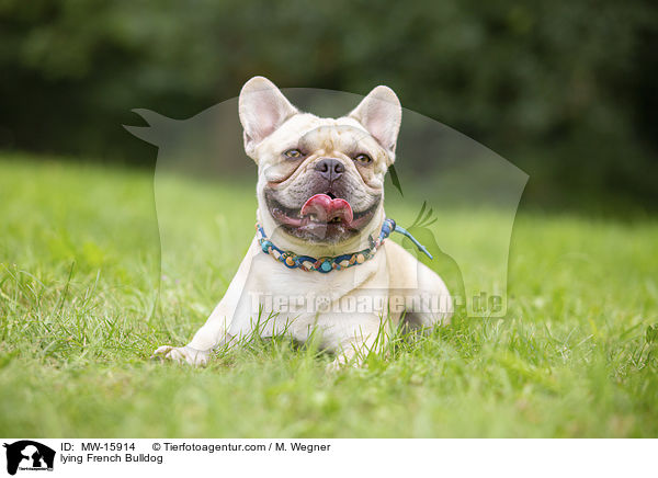 liegende Franzsische Bulldogge / lying French Bulldog / MW-15914